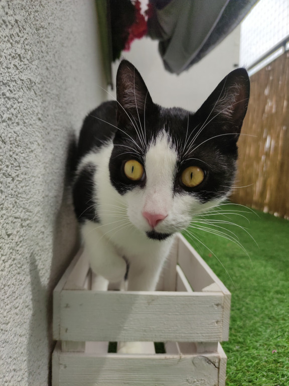 Plebiscyt Superzwierzaki w obiektywie