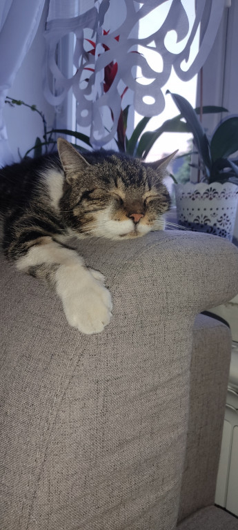 Plebiscyt Superzwierzaki w obiektywie