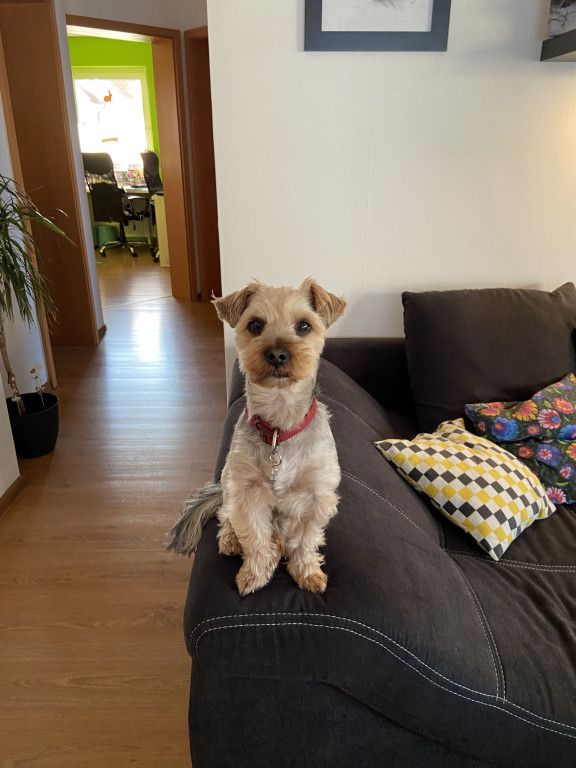 Plebiscyt Superzwierzaki w obiektywie