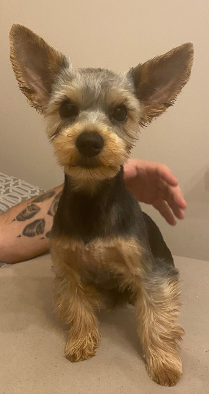 Plebiscyt Superzwierzaki w obiektywie