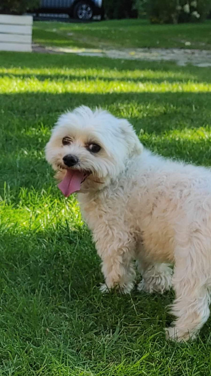 Plebiscyt Superzwierzaki w obiektywie