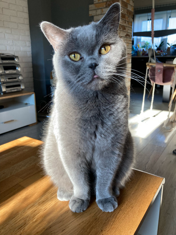 Plebiscyt Superzwierzaki w obiektywie