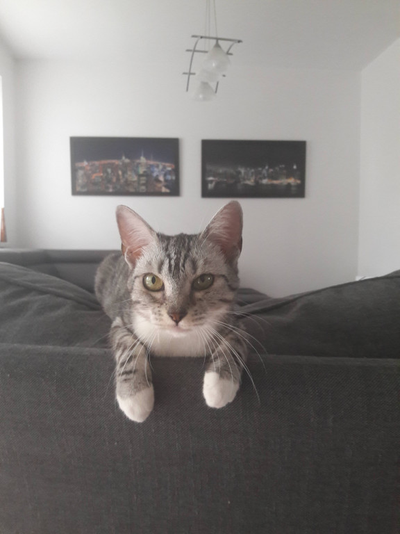 Plebiscyt Superzwierzaki w obiektywie