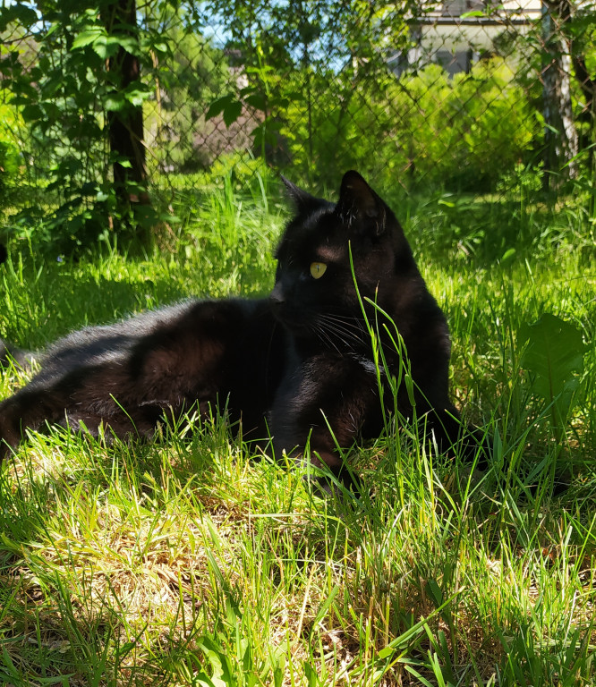 Plebiscyt Superzwierzaki w obiektywie