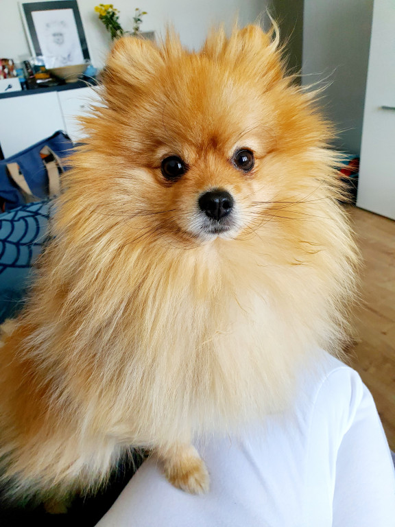 Plebiscyt Superzwierzaki w obiektywie