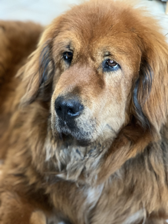 Plebiscyt Superzwierzaki w obiektywie