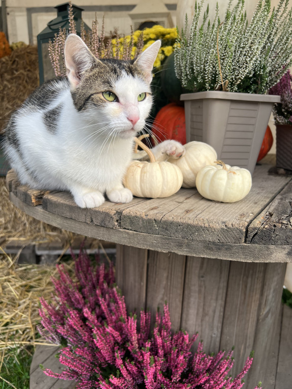 Plebiscyt Superzwierzaki w obiektywie