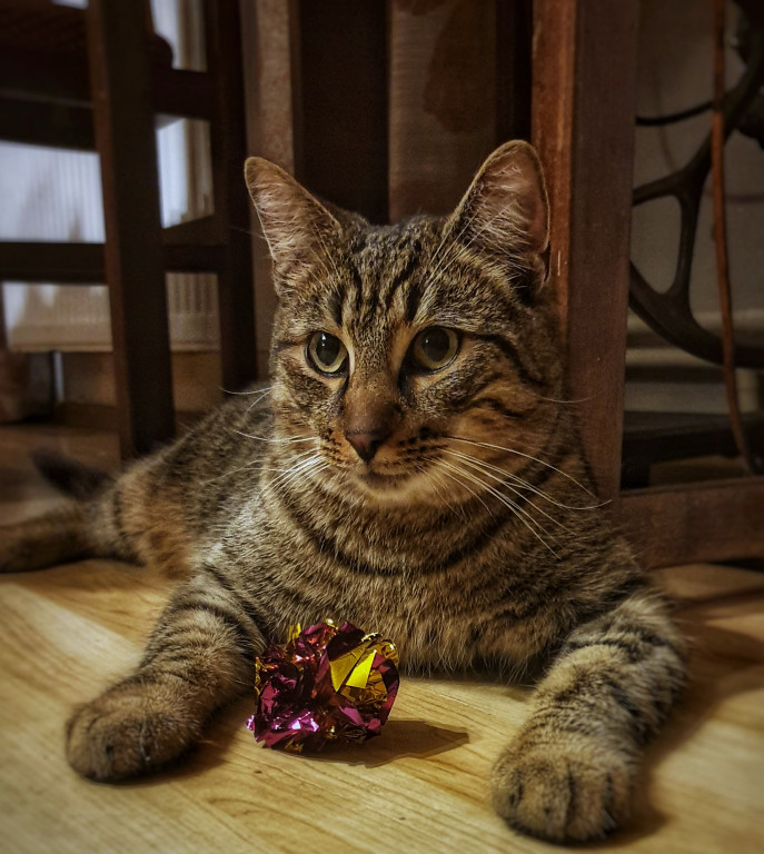 Plebiscyt Superzwierzaki w obiektywie