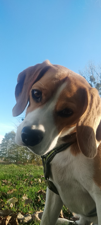 Plebiscyt Superzwierzaki w obiektywie