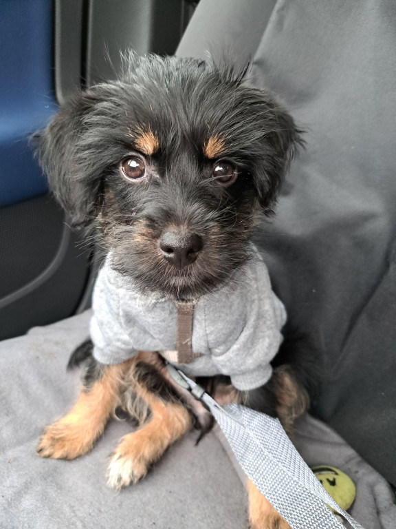 Plebiscyt Superzwierzaki w obiektywie