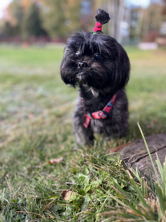 Plebiscyt Superzwierzaki w obiektywie