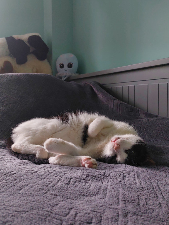 Plebiscyt Superzwierzaki w obiektywie