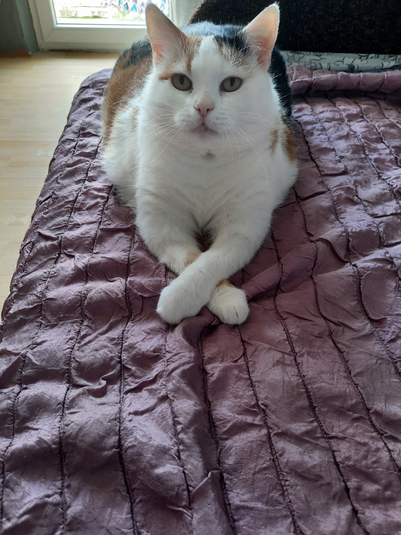 Plebiscyt Superzwierzaki w obiektywie