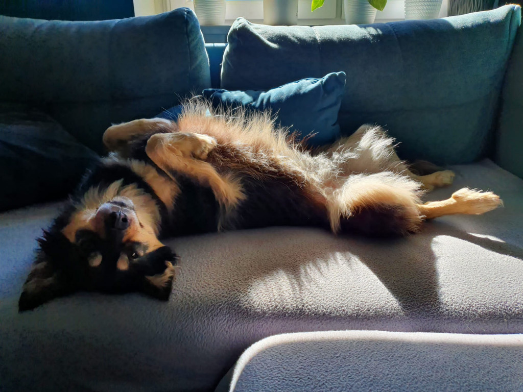 Plebiscyt Superzwierzaki w obiektywie