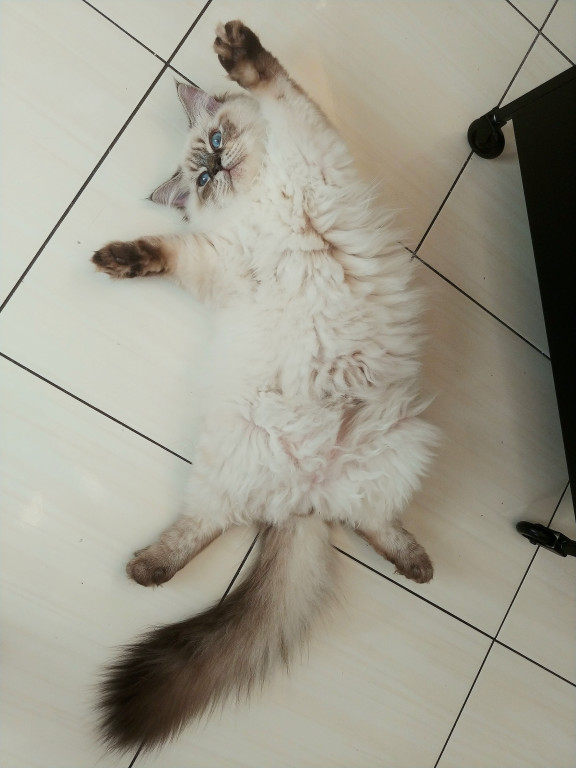 Plebiscyt Superzwierzaki w obiektywie