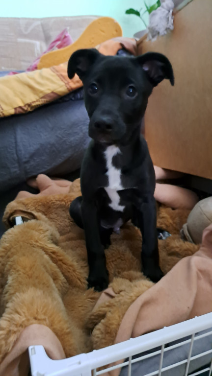 Plebiscyt Superzwierzaki w obiektywie