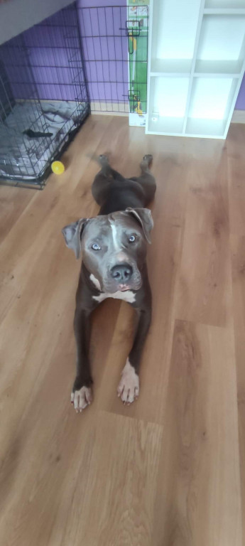 Plebiscyt Superzwierzaki w obiektywie