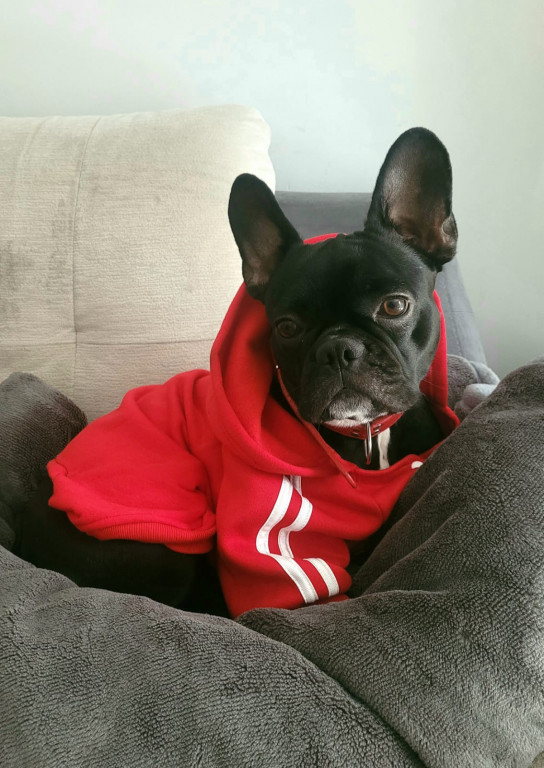 Plebiscyt Superzwierzaki w obiektywie