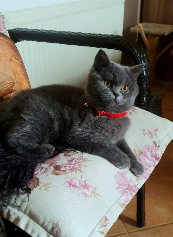 Plebiscyt Superzwierzaki w obiektywie