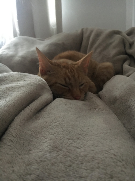 Plebiscyt Superzwierzaki w obiektywie