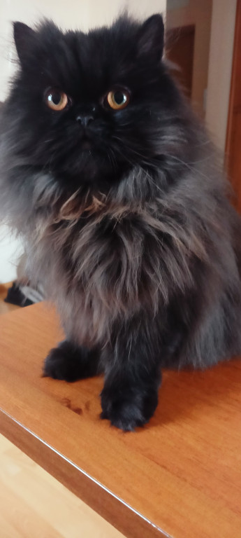 Plebiscyt Superzwierzaki w obiektywie