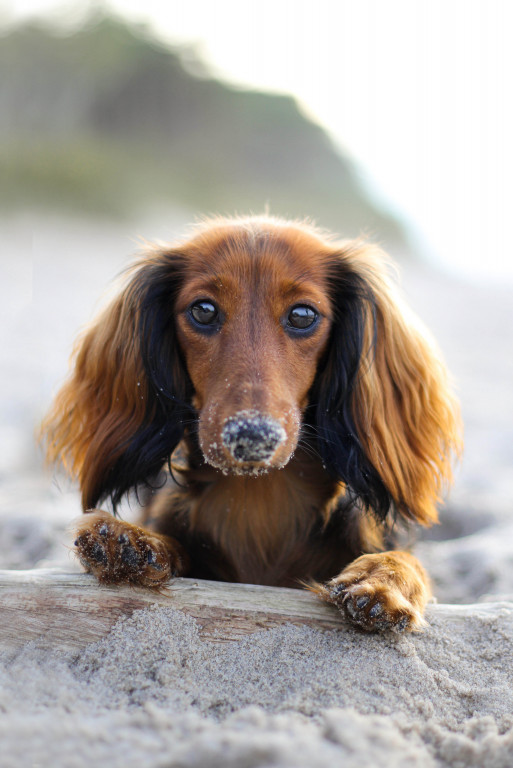 Plebiscyt Superzwierzaki w obiektywie