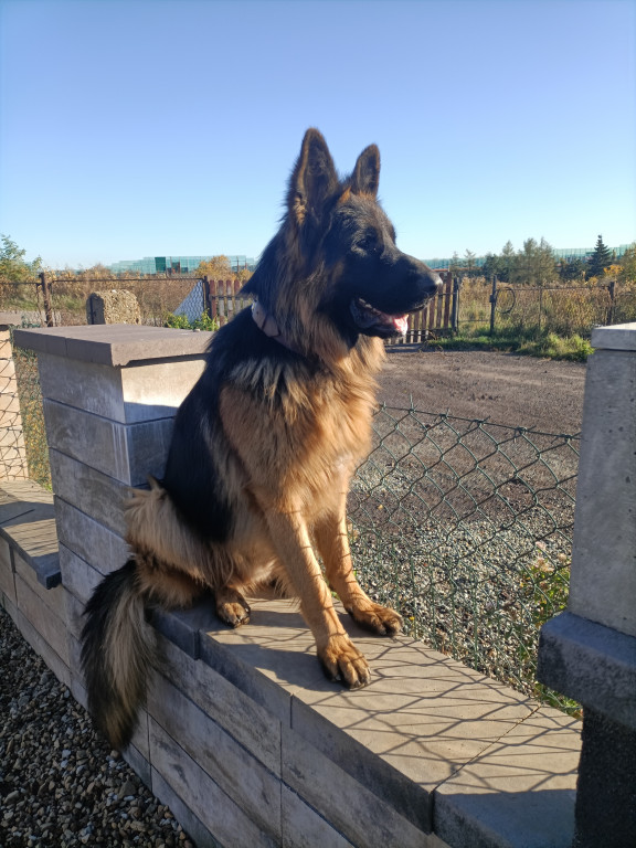 Plebiscyt Superzwierzaki w obiektywie