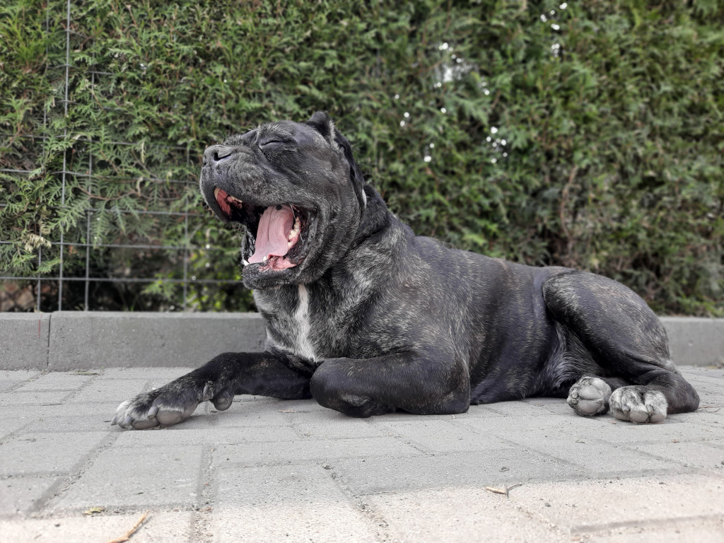 Plebiscyt Superzwierzaki w obiektywie