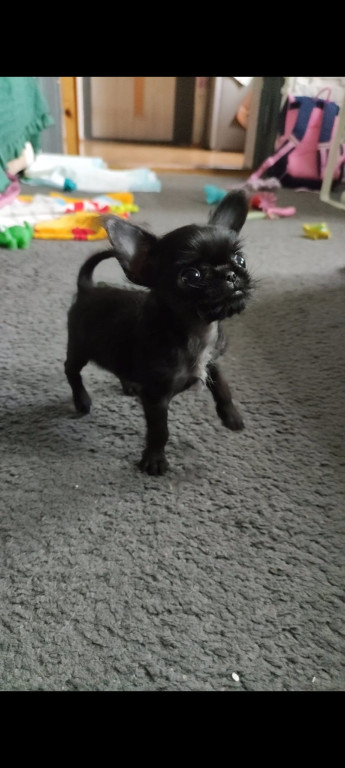 Plebiscyt Superzwierzaki w obiektywie