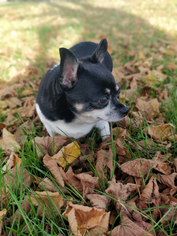 Plebiscyt Superzwierzaki w obiektywie