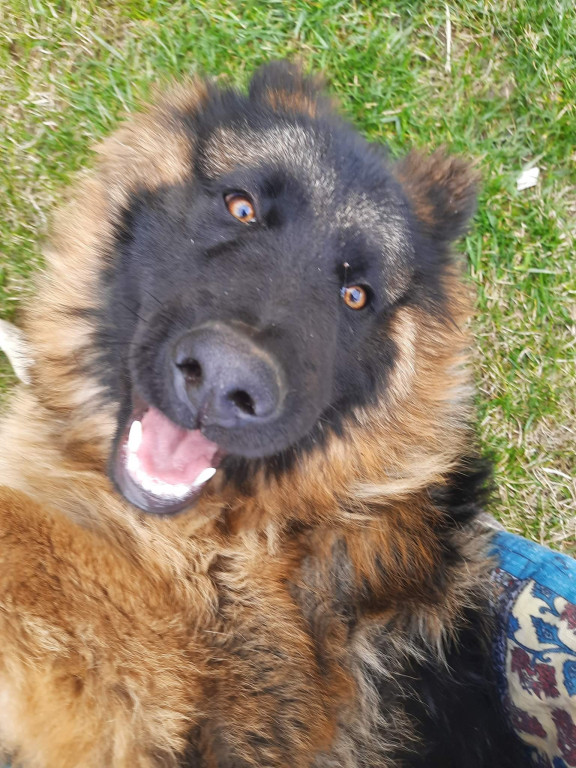 Plebiscyt Superzwierzaki w obiektywie