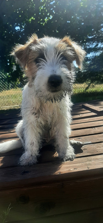 Plebiscyt Superzwierzaki w obiektywie