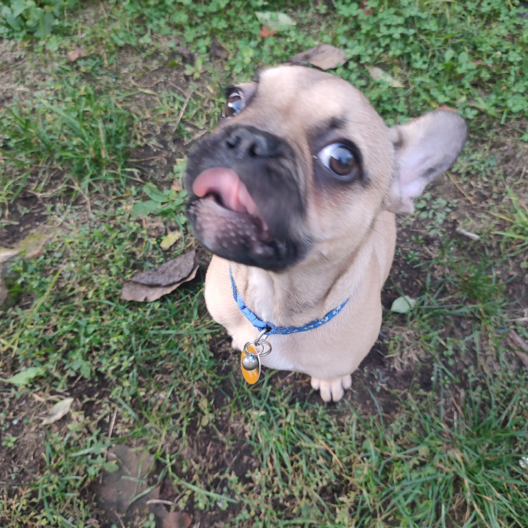 Plebiscyt Superzwierzaki w obiektywie