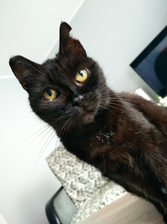 Plebiscyt Superzwierzaki w obiektywie