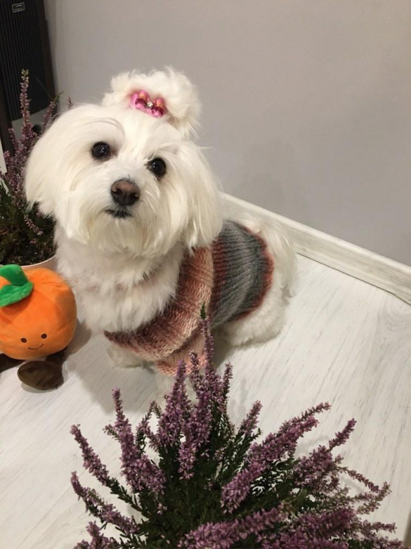 Plebiscyt Superzwierzaki w obiektywie