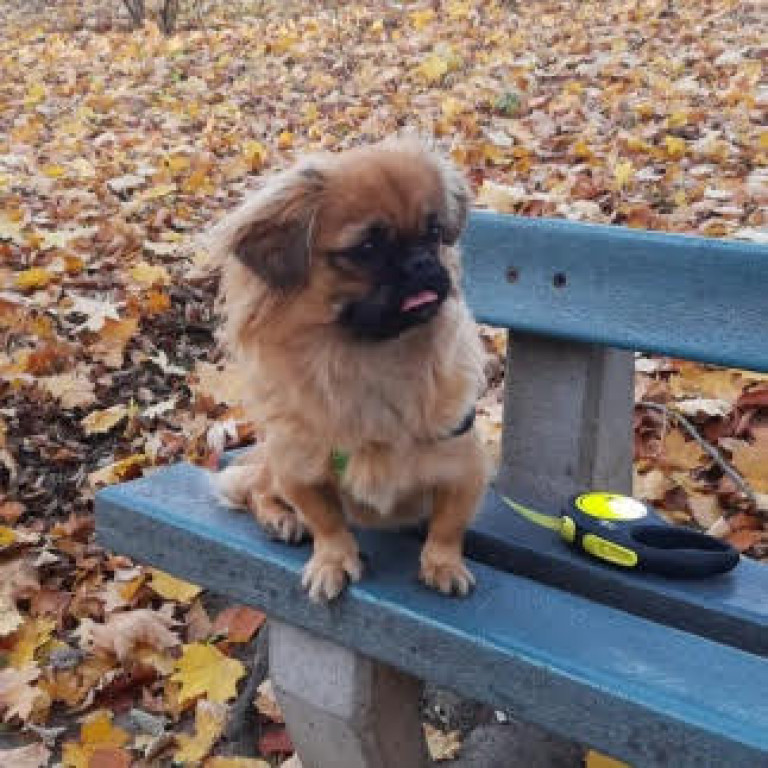 Plebiscyt Superzwierzaki w obiektywie