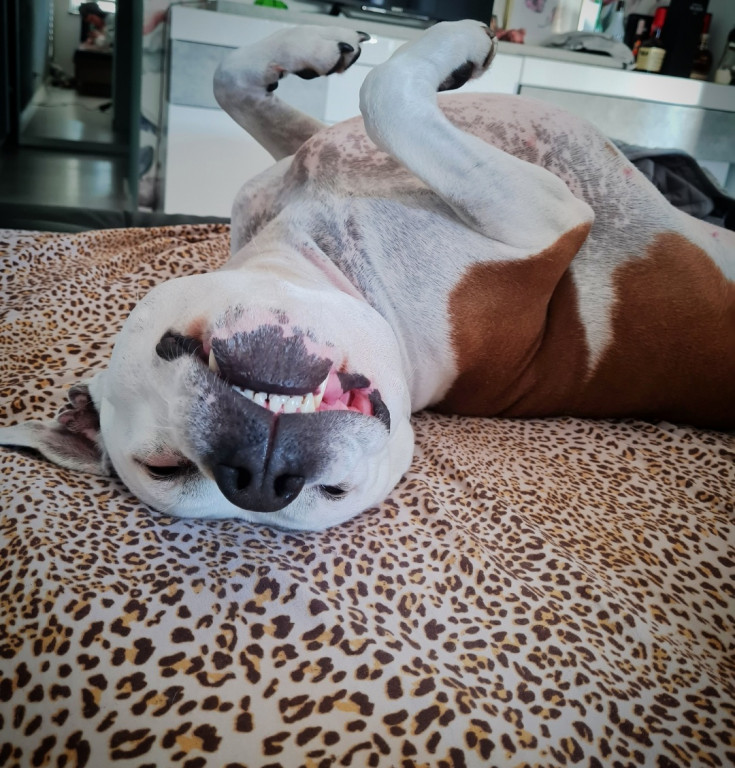 Plebiscyt Superzwierzaki w obiektywie