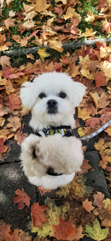 Plebiscyt Superzwierzaki w obiektywie