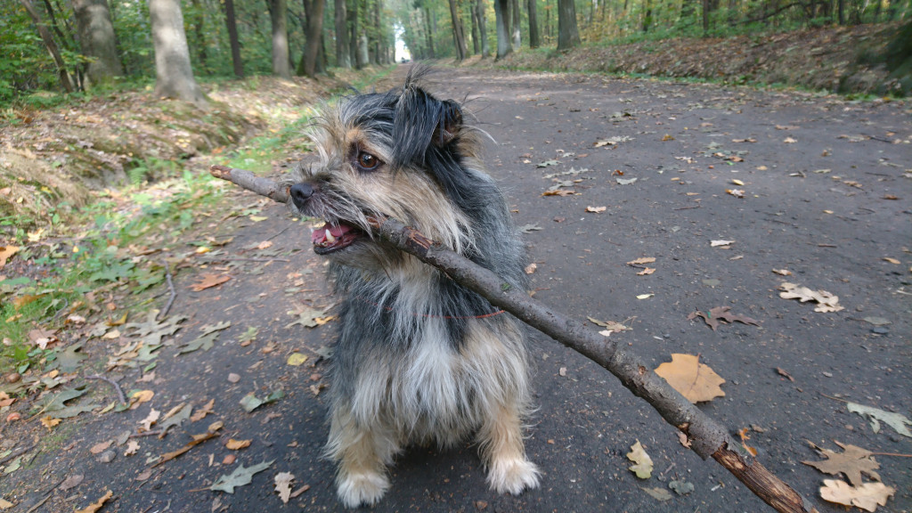 Plebiscyt Superzwierzaki w obiektywie