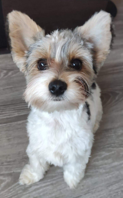 Plebiscyt Superzwierzaki w obiektywie