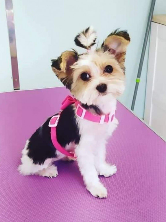 Plebiscyt Superzwierzaki w obiektywie