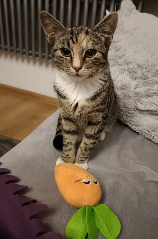 Plebiscyt Superzwierzaki w obiektywie