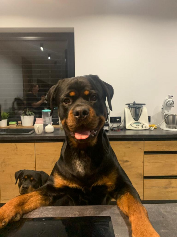 Plebiscyt Superzwierzaki w obiektywie