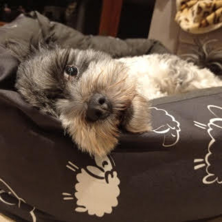 Plebiscyt Superzwierzaki w obiektywie