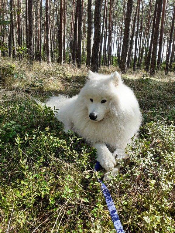 Plebiscyt Superzwierzaki w obiektywie