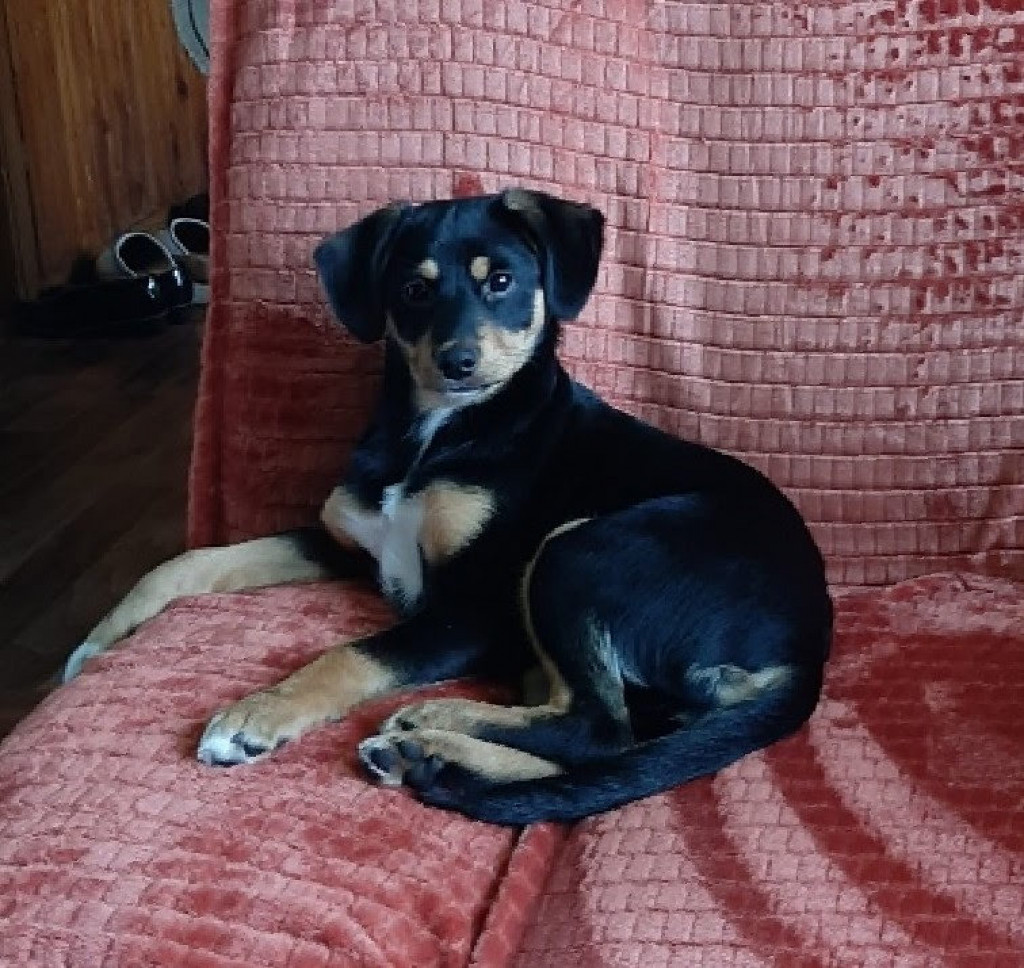 Plebiscyt Superzwierzaki w obiektywie