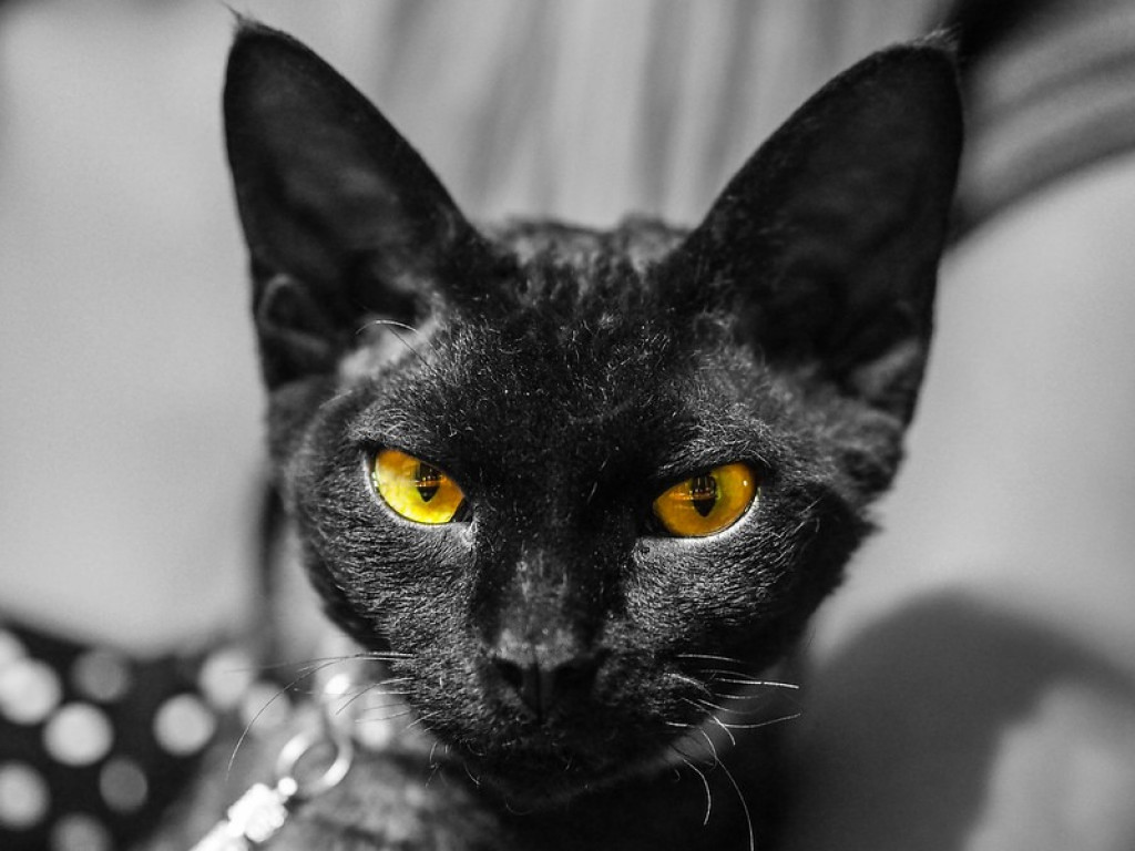 Plebiscyt Superzwierzaki w obiektywie