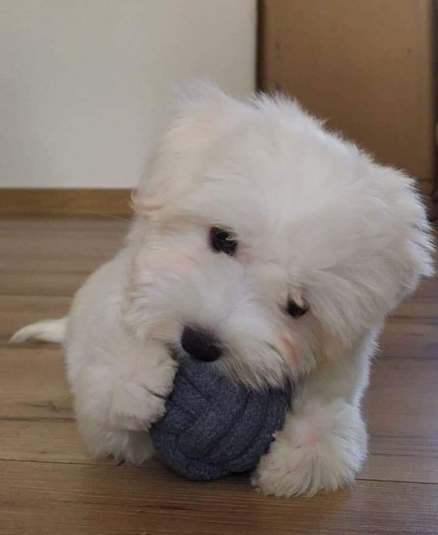 Plebiscyt Superzwierzaki w obiektywie