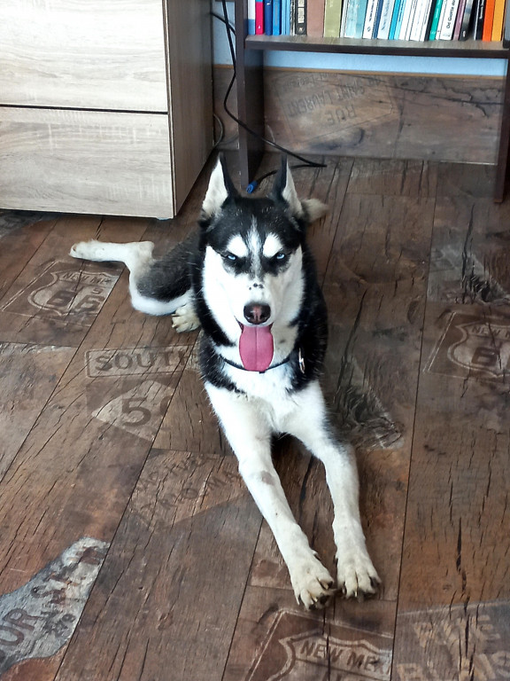 Plebiscyt Superzwierzaki w obiektywie