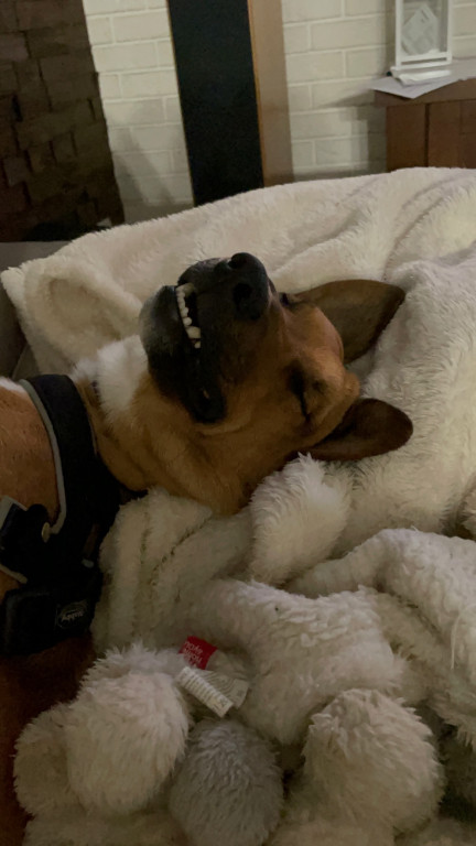 Plebiscyt Superzwierzaki w obiektywie